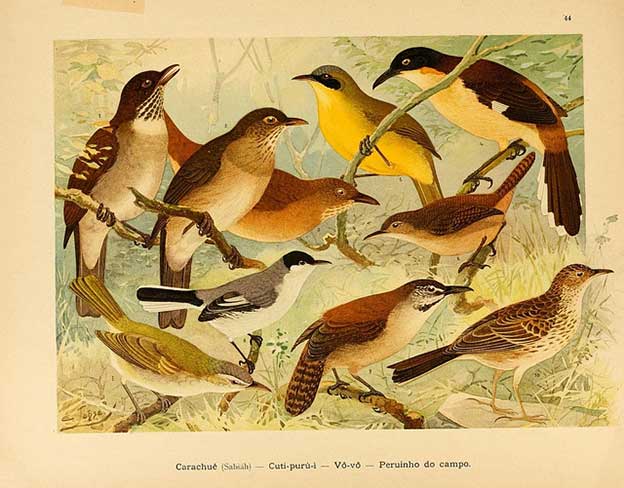 Beautiful Illustrations Of Amazonian Birds From The Biodiversity Heritage Library