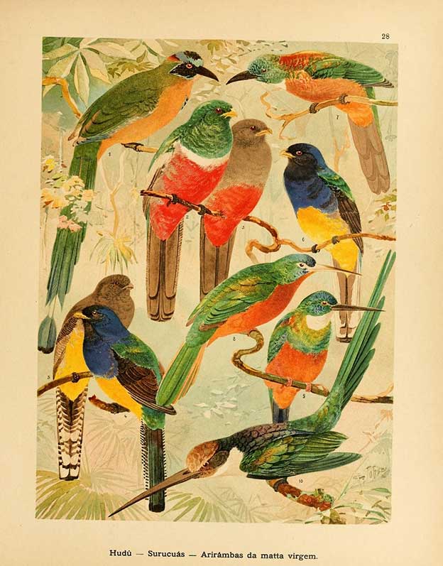 Beautiful Illustrations Of Amazonian Birds From The Biodiversity Heritage Library