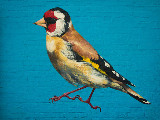 Street Artist ATM's Paintings Of Birds In Urban Settings
