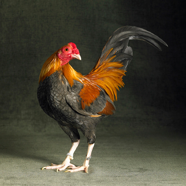 Tamara Staples' Wonderful Portraits Of Magnificent Chickens