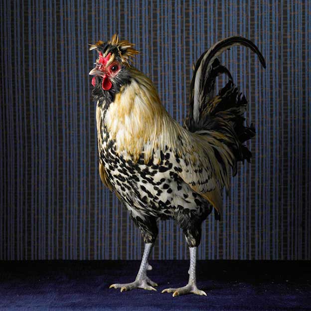 Tamara Staples' Wonderful Portraits Of Magnificent Chickens