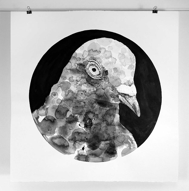 Racing Pigeons Illustrated In Ink By Gawie Joubert