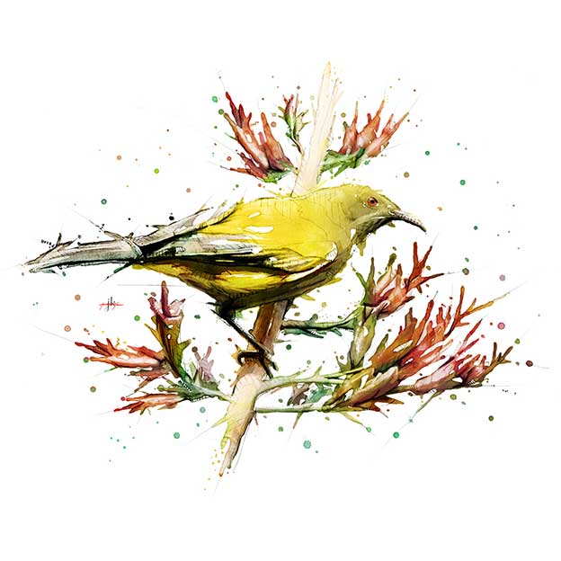 Jeremy Kyle's Watercolours Of New Zealand Birds