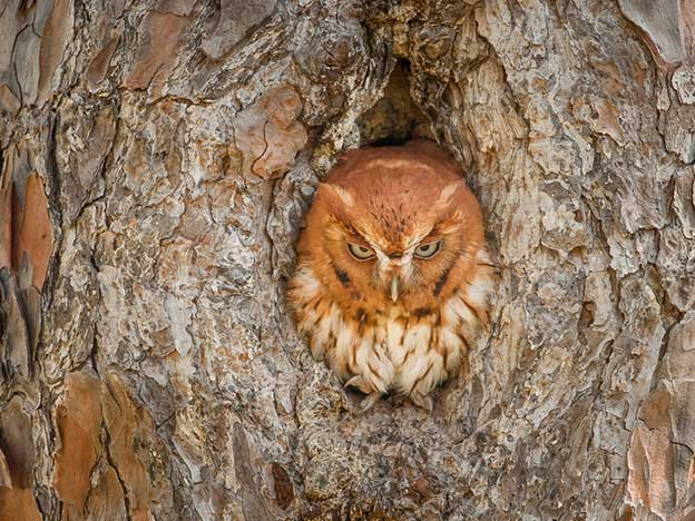 Graham McGeorge's Gorgeous Photographs Of Hiding Owls