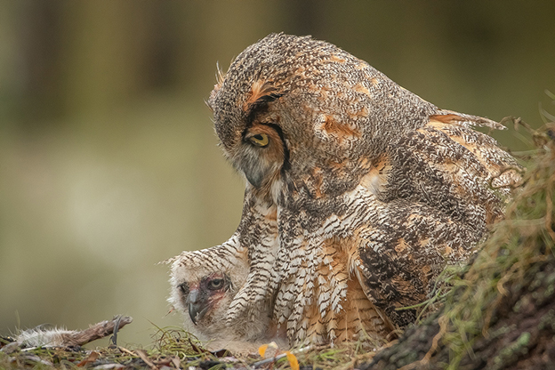 Graham McGeorge's Gorgeous Photographs Of Hiding Owls