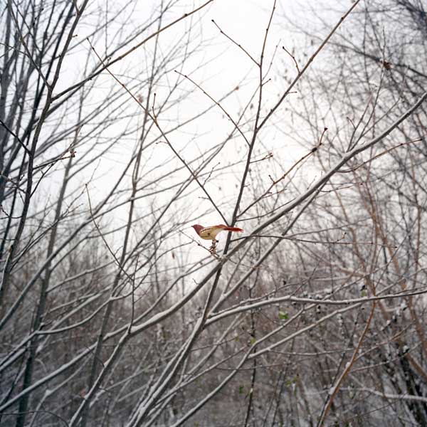 Paula McCartney's Photographs Of Idealised Bird Watching Compositions