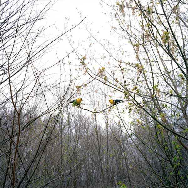 Paula McCartney's Photographs Of Idealised Bird Watching Compositions