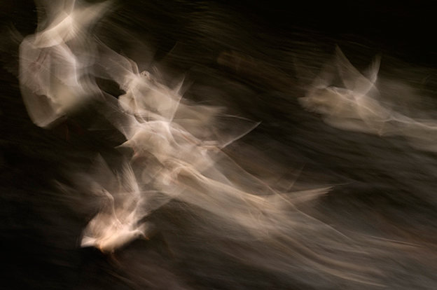The Graceful Movement Of Birds In Flight Captured On Film