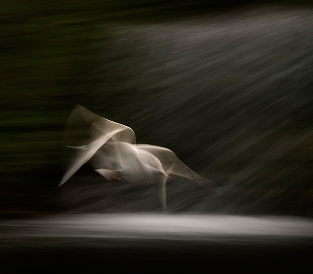 The Graceful Movement Of Birds In Flight Captured On Film