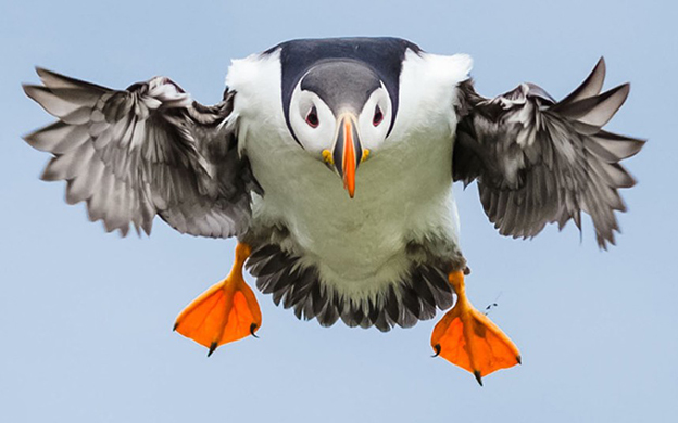 Johan Siggesson's Fabulous Photograph Of A Puffin Flying On A Blustery Day