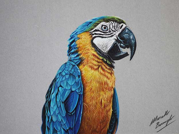 Amazing Time Lapse Films Showing Realistic Speed Drawings Of Birds