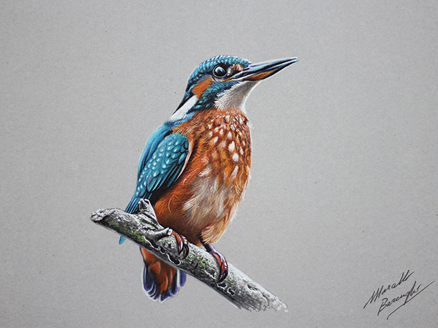 Amazing Time Lapse Films Showing Realistic Speed Drawings Of Birds