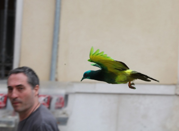 The Painted Pigeons Of St Mark's Square That Are More Equal Than Others