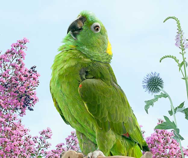 Zack Seckler's Beautiful Colourful Parrots