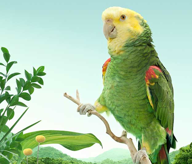 Zack Seckler's Beautiful Colourful Parrots