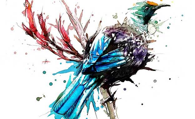 Jeremy Kyle's Watercolours Of New Zealand Birds