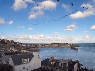 Echo Time-Lapse Reveals The Flight Path Of Seagulls Over Cornwall