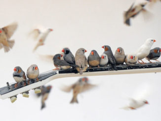 Zebra Finches Play Electric Guitars For Art Installation